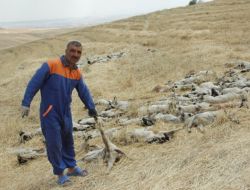 Koyun Vebasına Karşı Köy Karantinaya Alındı