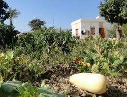 Avrupalı Turistler, Gerçek Farmville'yi Kktc'de Buldu