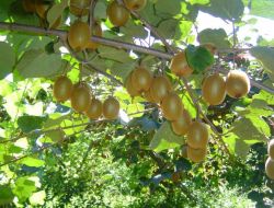 Kivi Üreticileri Birliği, Yüksek Kaliteli Kivi Bekliyor