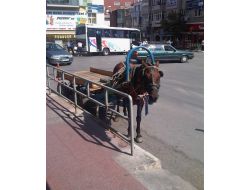 Tekel Meydanı Esnafı, At Arabalarından Şikayetçi