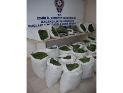İZMİR'de 250 kg.esrar ele geçirildi