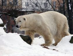 Rusya'da Ayı Saldırısı Sonucu Bir Kişi Öldü
