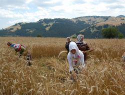 Araçların Gidemediği Bin 500 Rakımlı Tepede, Ekin Biçip Kur'an Hatmi Yapıyorlar