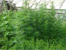 15 Bin 200 Kök Hint Keneviri Ele Geçirildi