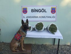 Bingöl'de 19.5 Kilo Esrar Ele Geçirildi!