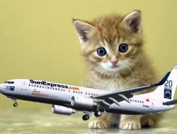 Kaptan Pilot: Bir Kedi Fazla, Uçamayız