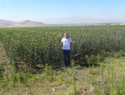 Develi Ovası'nda Gelişen Meyvecilik, Fidan Üreticiliğini Artırdı