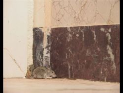 İmalathaneden Fare Çıktı, İş Yeri Çalışanları Gazetecileri Suçladı