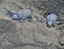 Yavru Carettalar Denize Koştu