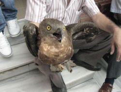 Avcıların Yaraladığı Şahin, Yetkililere Teslim Edildi