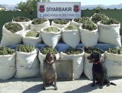 Diyarbakır’da 485 Kilo Esrar Ele Geçirildi