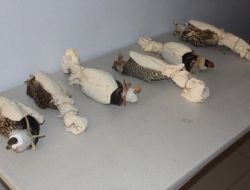 Atmacaları Aracın Motor Kaputunda Kaçırmaya Çalışmışlar