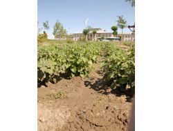 Ağrı İbrahim Çeçen Üniversitesi, Altın Çilek Yetiştiriyor