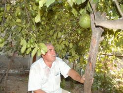 Kadirli’de Kavun Büyüklüğünde Limon