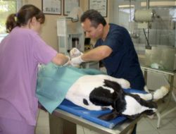 5 Günlük Buzağının Doğumda Kırılan Ayağına Platin Takıldı