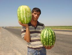 Gap Karpuzu Çıktı, Fiyat Yarıya İndi