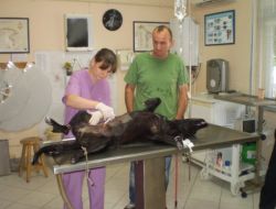 Sokak Hayvanları İçin Belediye Gibi Çalışıyor