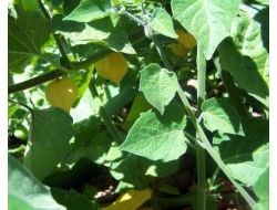 Karaman’da Altın Çilek Yetiştiriciliğine Özel Üretim Sahası