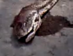 Balıkesir'de Dev Yılan Görenleri Hayrete Düşürüyor