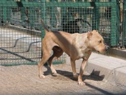 İzmir'de Belediye, Başıboş 59 Pitbull Cinsi Köpeği Topladı .