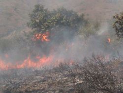 Zonguldak Ereğli'de 10 Dönümlük Orman Alanı Yandı