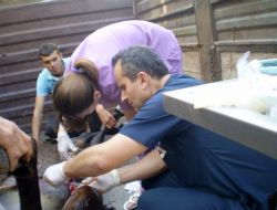 Ormanda Yaralanan Katırı..