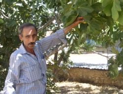 İNCİRDE REKOLTE TAVAN YAPTI