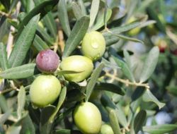 Marmarabirlik, 25 Milyon Dolar İhracat Hedefine Yaklaşıyor