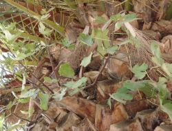 Palmiyenin Üstündeki İncir Ağacı Görenleri Şaşırtıyor