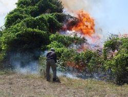 Balıkesir'deki Yangında 3 Hektar Fıstık Çamı Zarar Gördü