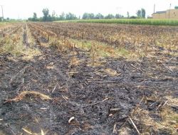 Anız Yangınları Sağlığı Da Olumsuz Etkiliyor