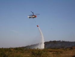 Yol Kenarına Atılan Sigara İzmariti 1 Hektarlık Ormanı Yok Etti