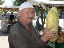 Afganlıların Amik Ovasındaki Alternatif Kavun Üretimi Umut Verdi