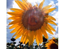 Trakya Birliği’nin Avans Alım Fiyatı