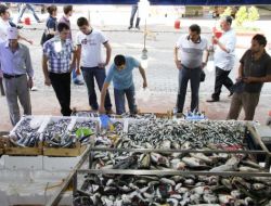 Karadeniz’de İstavrit Ve Palamut Bereketi