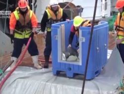 Yeni Zelanda’nın Misafiri “neşeli Ayaklar”, Doğaya Bırakıldı