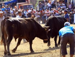 Muğla'da Boğalar Seyircilerin Arasına Daldı