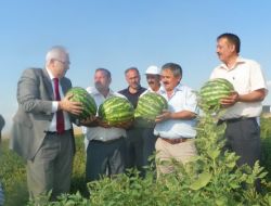 Çorum'da Organik Karpuz Üretimi Olumlu Sonuç Verdi