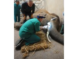 Türkiye'de İlk Defa Bir Filin Dişi Ameliyat Edildi