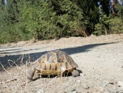 Üniversite Ormanlarında Çıkan Yangınından Kaçak Kaplumbağa Canını Zor Kurtardı