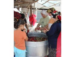 Salçalık Biber Çekim Tezgahları Su Ve Zaman Kaybını Önlüyor