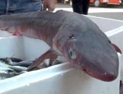 Balıkçıların Ağına Takılan Köpek Balığı, Tezgaha İndi