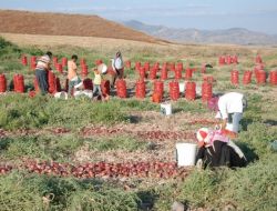 Üreticiler Soğanın İhraç Edilmesini İstiyor