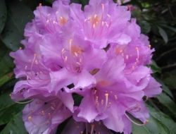 İl Sağlık Müdürlüğü Ölümlere Neden Olan 'Deli Bal'a Dikkat Çekti