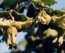 Türkiye'nin fındık ihracatı arttı!