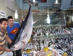 Palamut Avına Çıkan Orkinos, Karadenizli Balıkçıların Ağına Takıldı