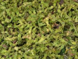 Ordu Ziraat Odası Başkanı: Fındığın Fiyatını Üretici Belirlesin