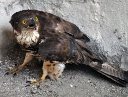 Yaralı Şahine Devlet Koruması