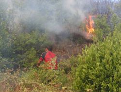 Zonguldak'ta Orman Yangını