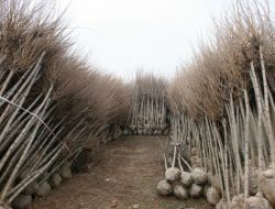 2010'u 1,7 Milyon Tl Satışla Kapatan Fidancıların Bu Yılki Hedefi 3,5 Milyon